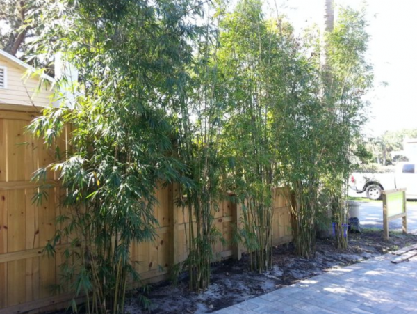 Tanaman bambu berjejer di sepanjang pagar